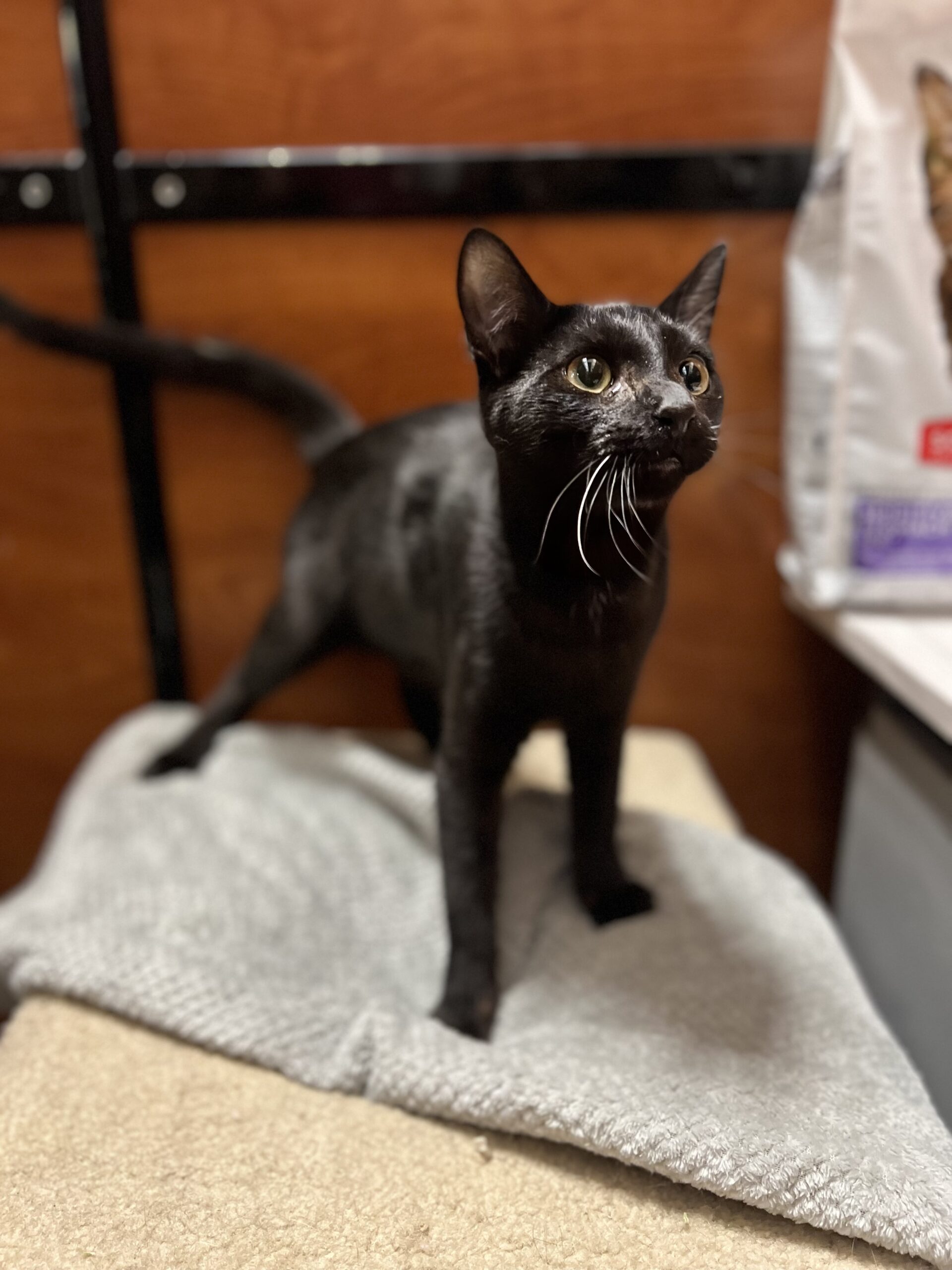 Zuri ADOPTED! The Animal Rescue Alliance