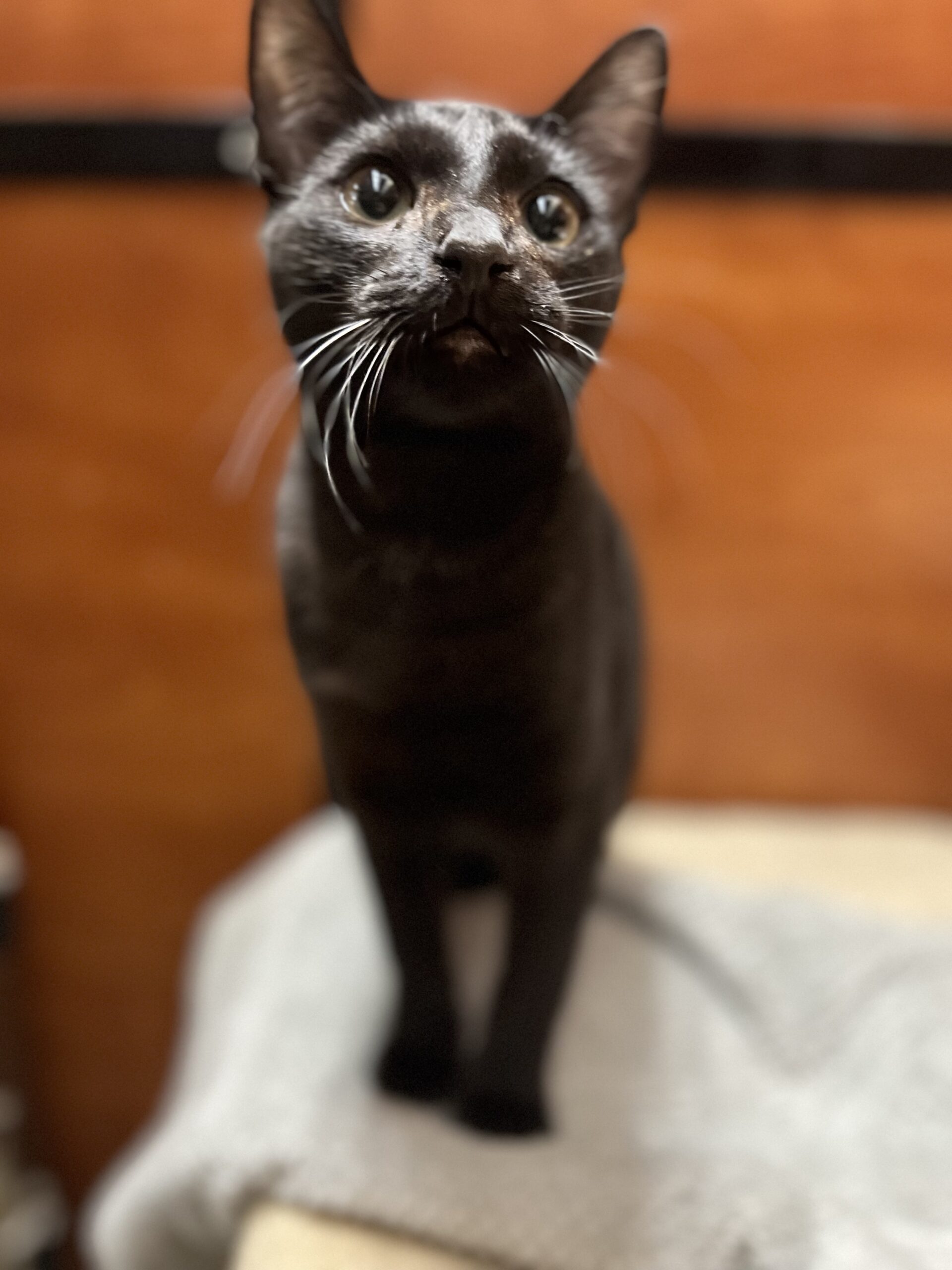 Zuri ADOPTED! The Animal Rescue Alliance