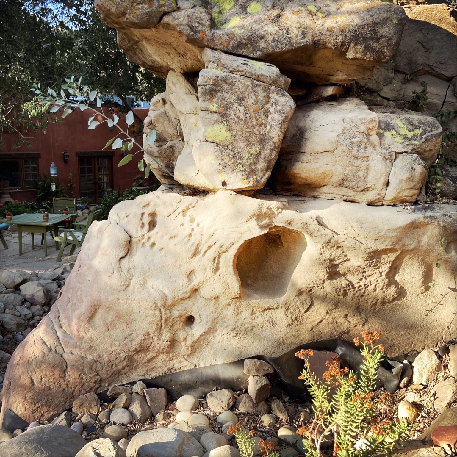 Lizard Rock The Animal Rescue Alliance