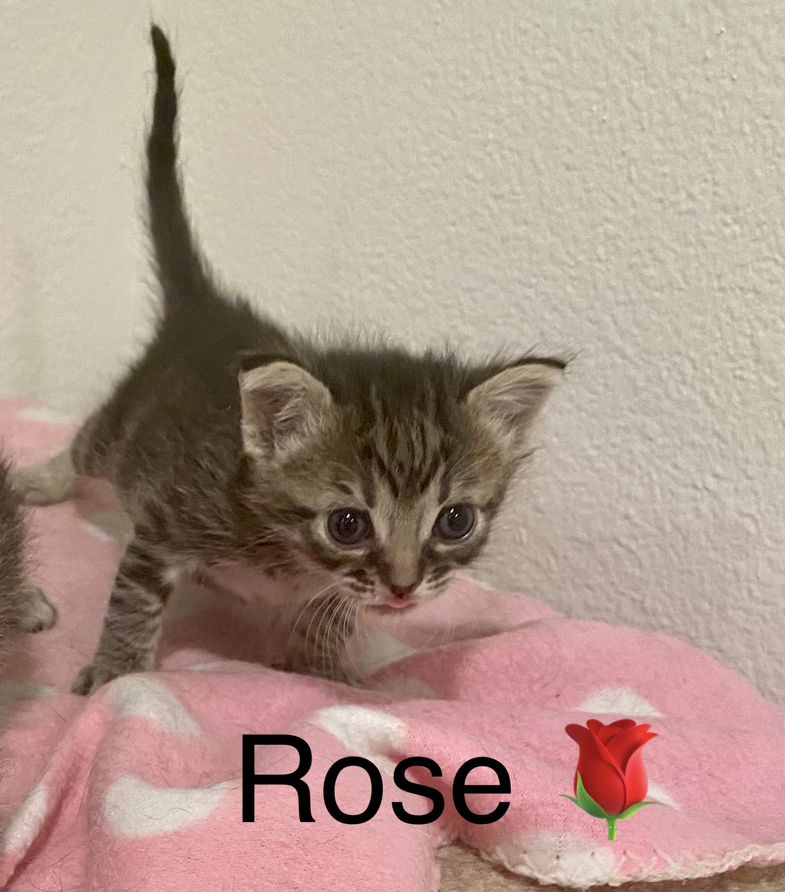 Rose ADOPTED! The Animal Rescue Alliance