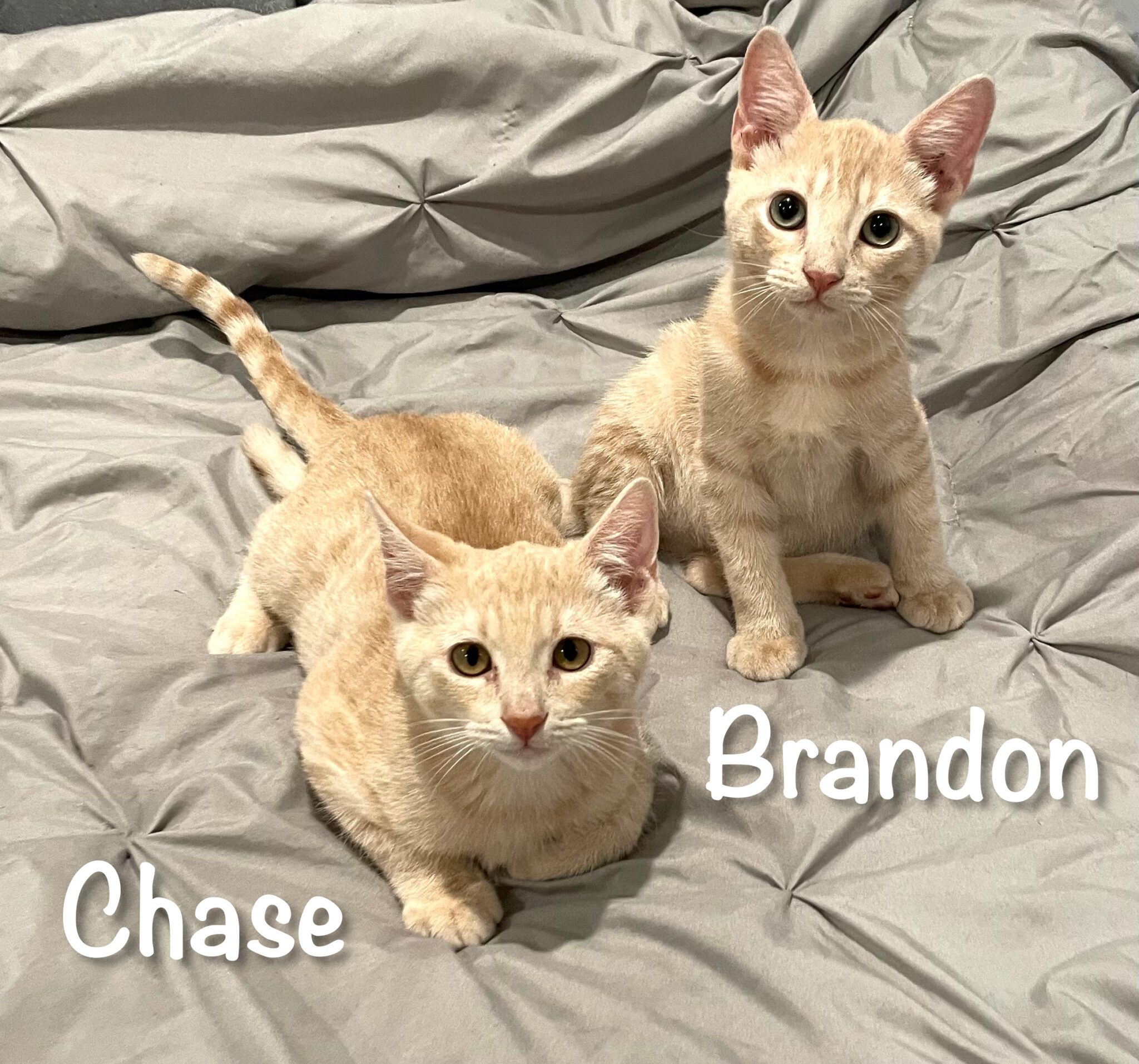 chase-and-brandon-with-names-2-the-animal-rescue-alliance