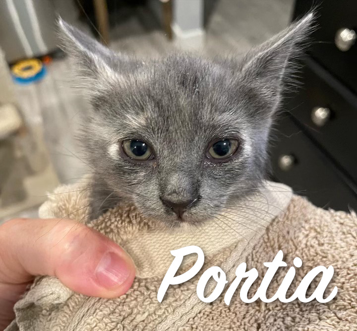 Portia ADOPTED! The Animal Rescue Alliance