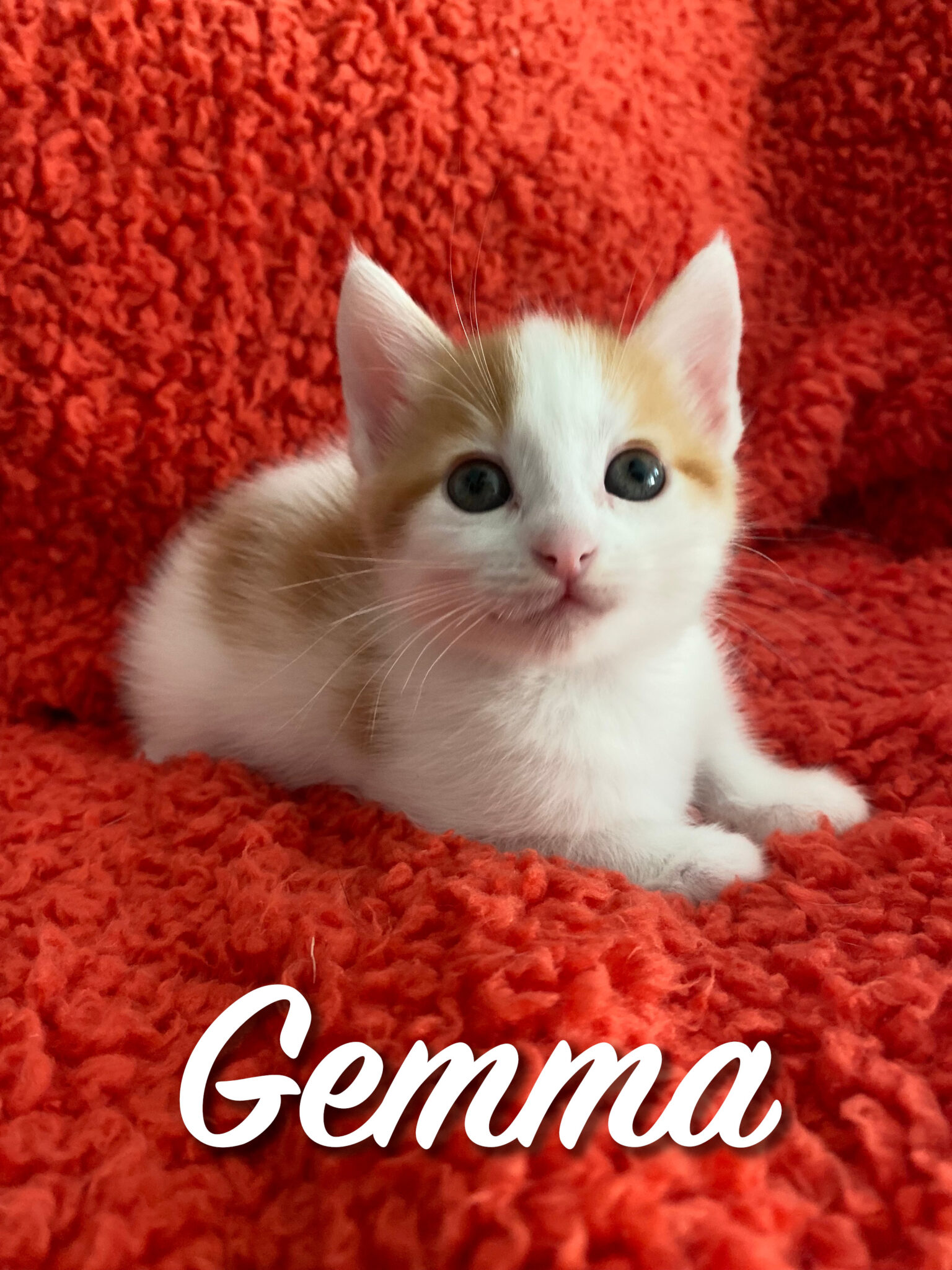 Gemma With Name The Animal Rescue Alliance gemma-with-name-the-animal-rescue-alliance