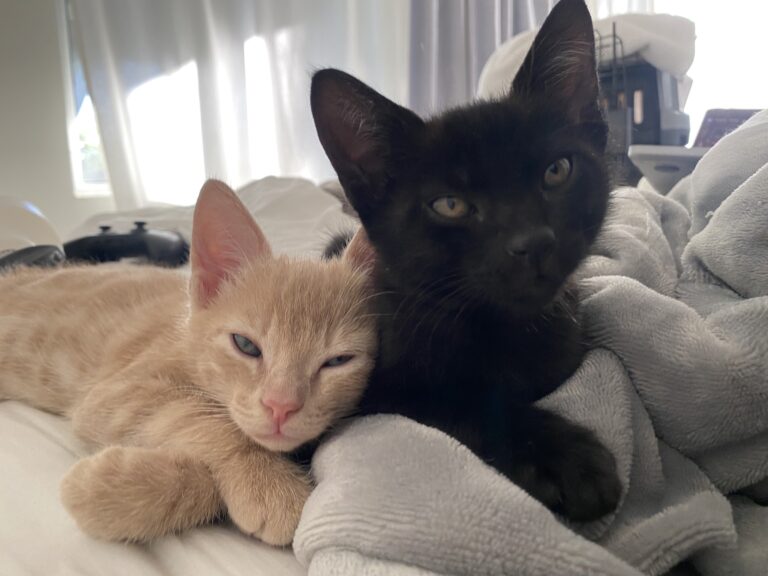 pumpkin-shadow-adopted-the-animal-rescue-alliance