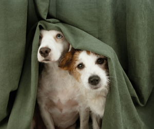 signs of fireworks anxiety in dog hiding at home