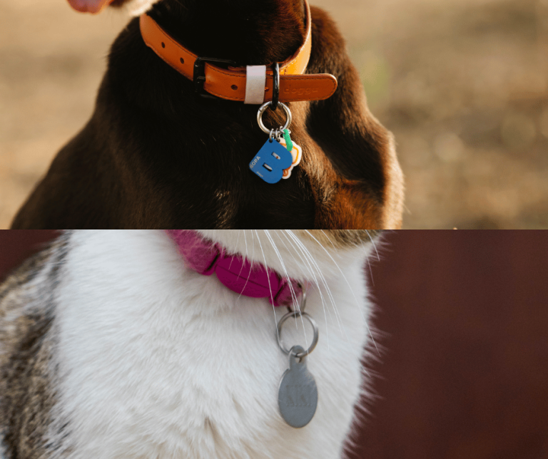pet collar with ID tag updated microchip for july fourth safety