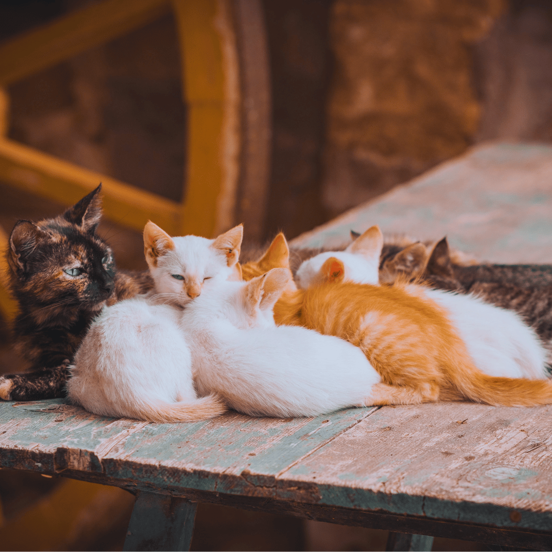 foster_and_adopt_kittens