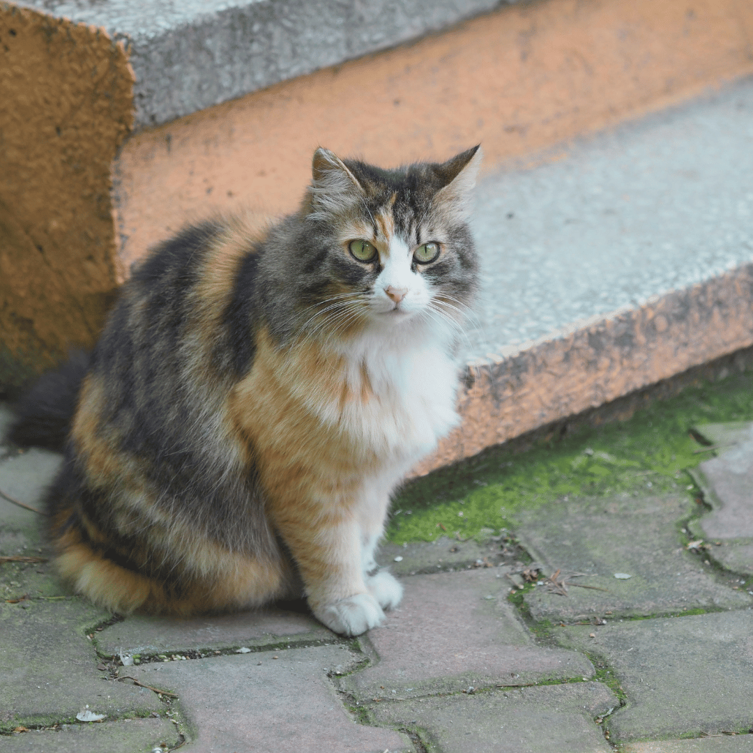 trap_neute_release_cats