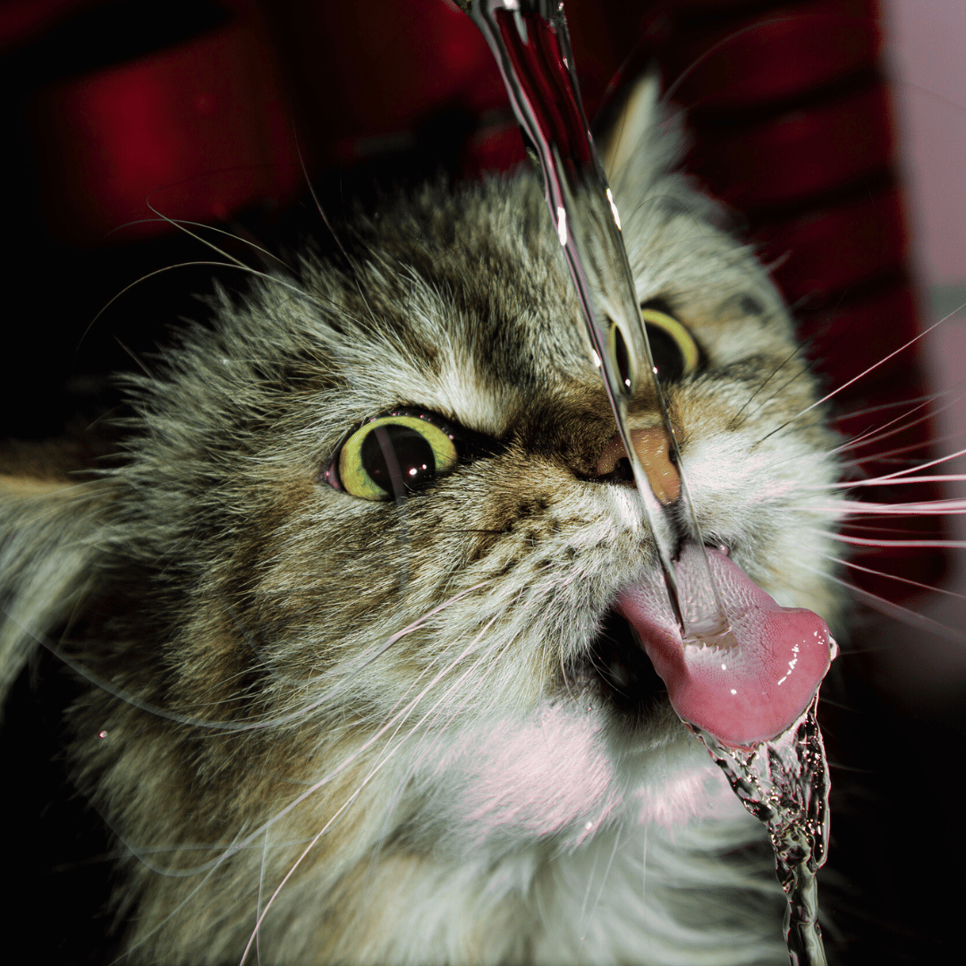 kitten_drinking_water
