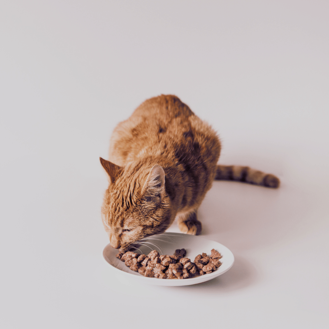 cat_wet_food_benefits