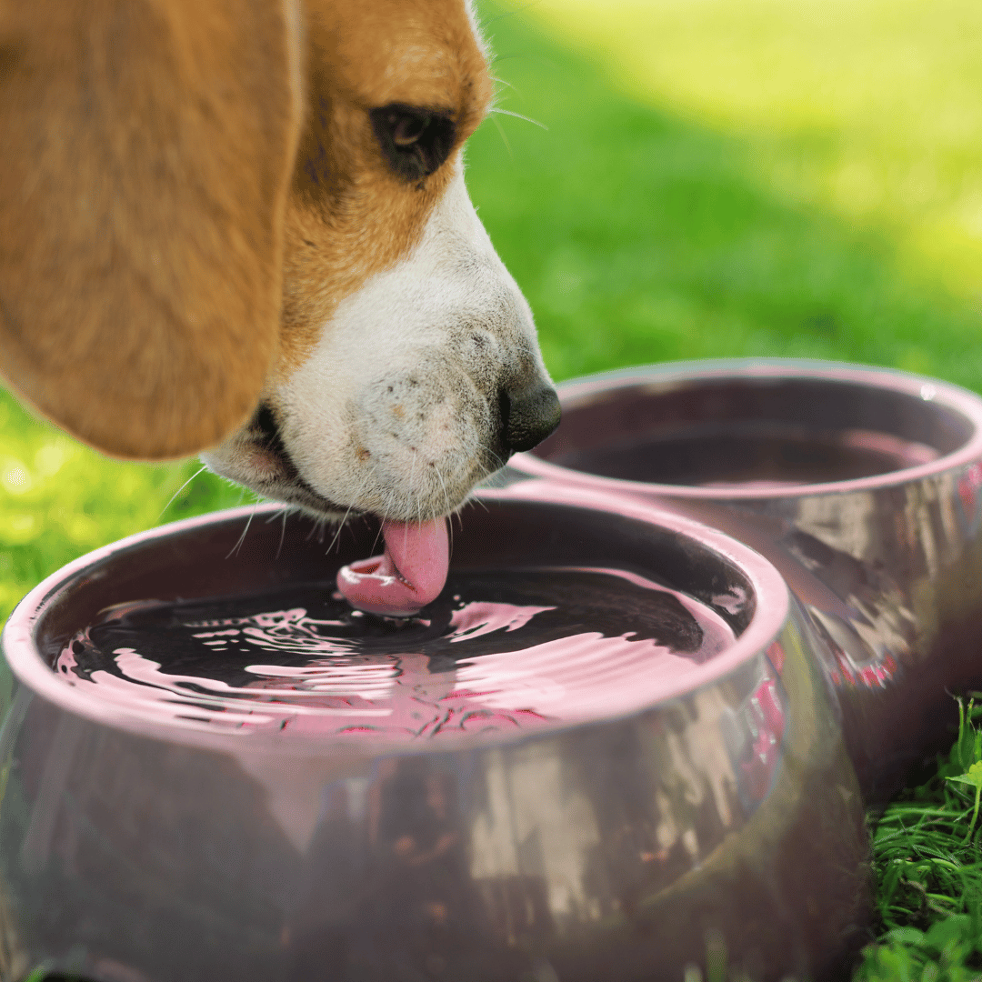 dog_drinking_water_outside