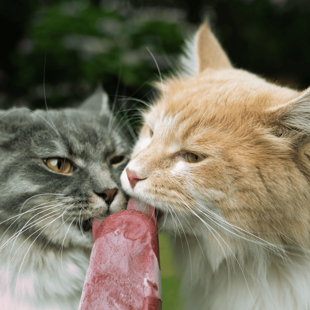 cats_cooling_off_cat_treats