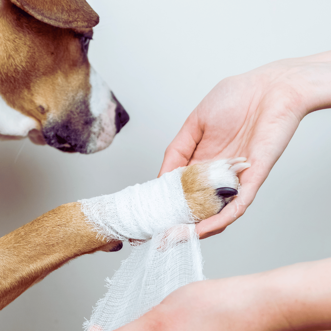 wrapping_puppy_paws