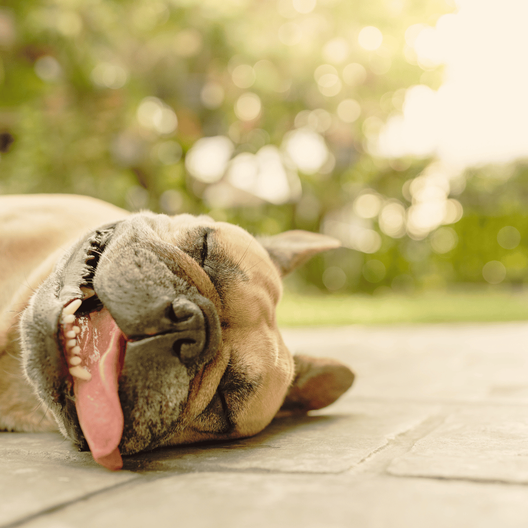 overheated_dog_in_summer