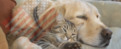 indoor safe zone for pets fourth of july fireworks anxiety