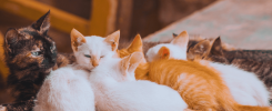 foster_and_adopt_kittens